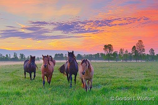 Friendly Horses At Sunrise_10255.jpg - Photographed near Smiths Falls, Ontario, Canada.